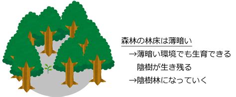 陽樹 陰樹|陰樹の特徴と陽樹の特徴 違いも解説 – 庭師の独り言